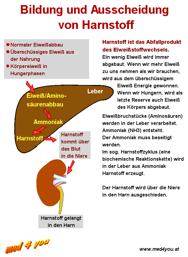 bersicht ber den Harnstoff-Stoffwechsel