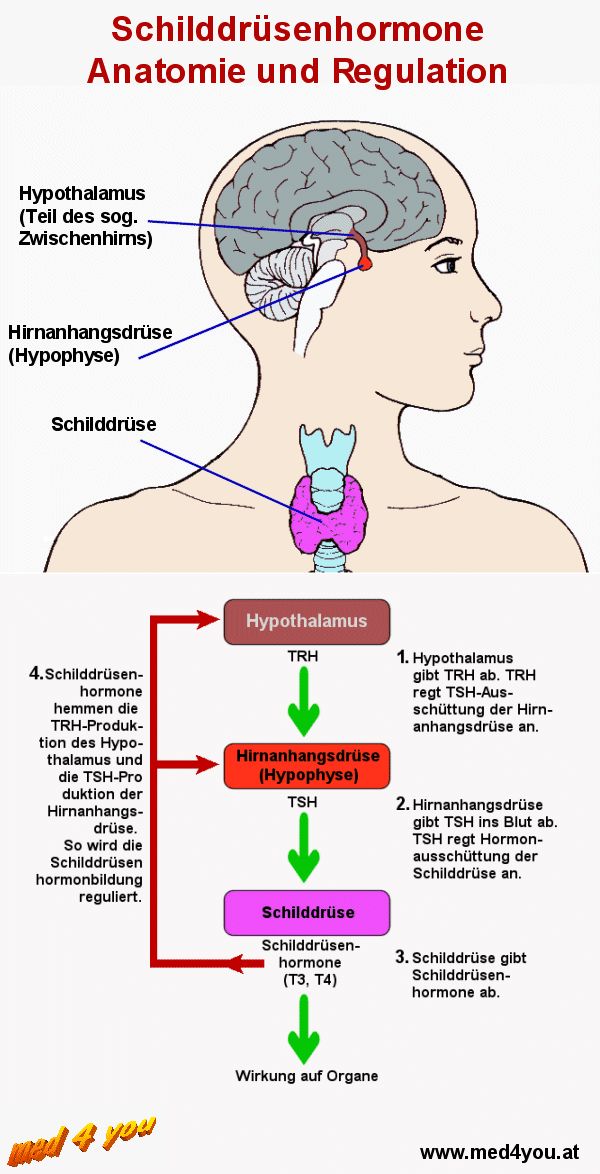 Regulation der Schilddrsenhormonbildung